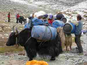 loading yaks at interim camp
