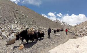 Yaks passing by